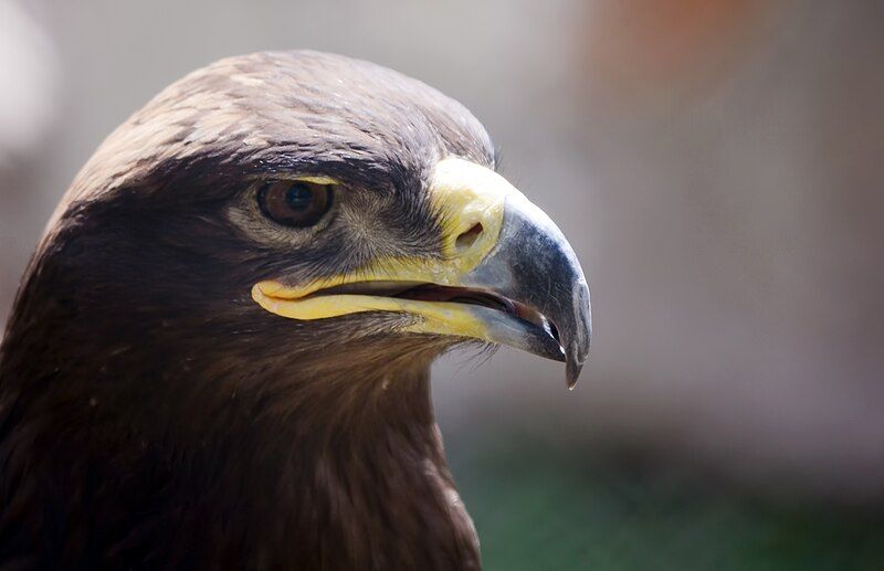 File:Golden Eagle.jpg