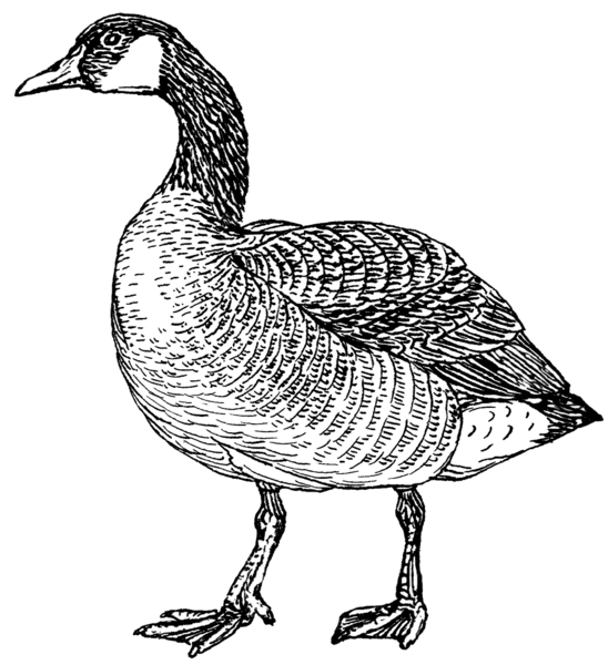 File:Goose (PSF).png