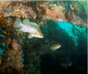 Wreck of the sailing ship Gosford