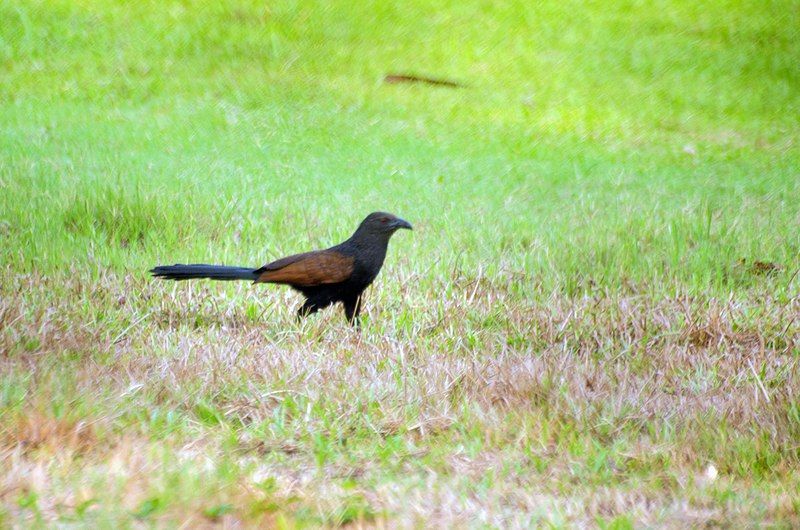 File:Greater Coucal 3.jpg