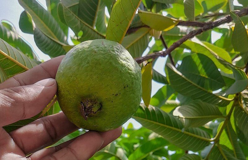 File:Guava fruit jalbai.jpg