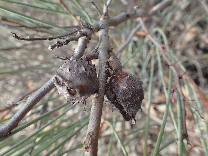 File:Hakea strumosa fruit.jpg