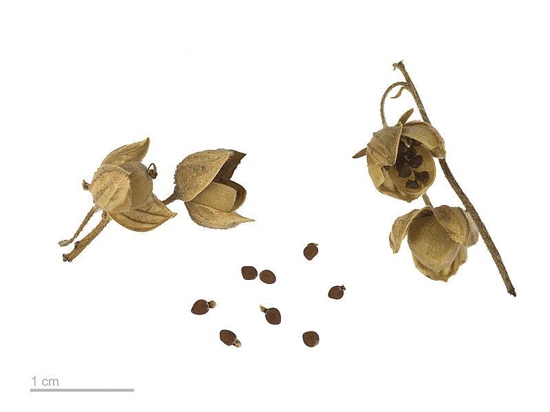 File:Helianthemum nummularium MHNT.BOT.2007.43.43.jpg