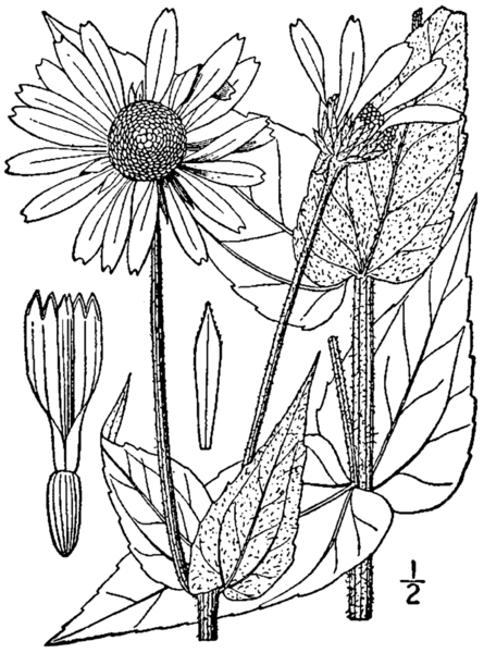 File:Helianthus mollis drawing.png