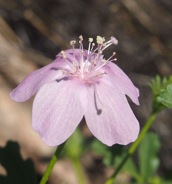 File:Hibiscus brachysiphonius flower.jpg