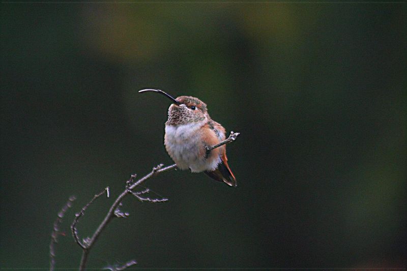 File:Hummer tongue.jpg