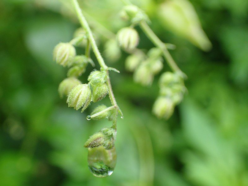 File:Humulus scandens 24905628.jpg