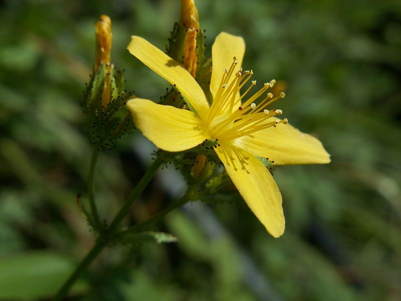 File:Hypericum montanum08.jpg