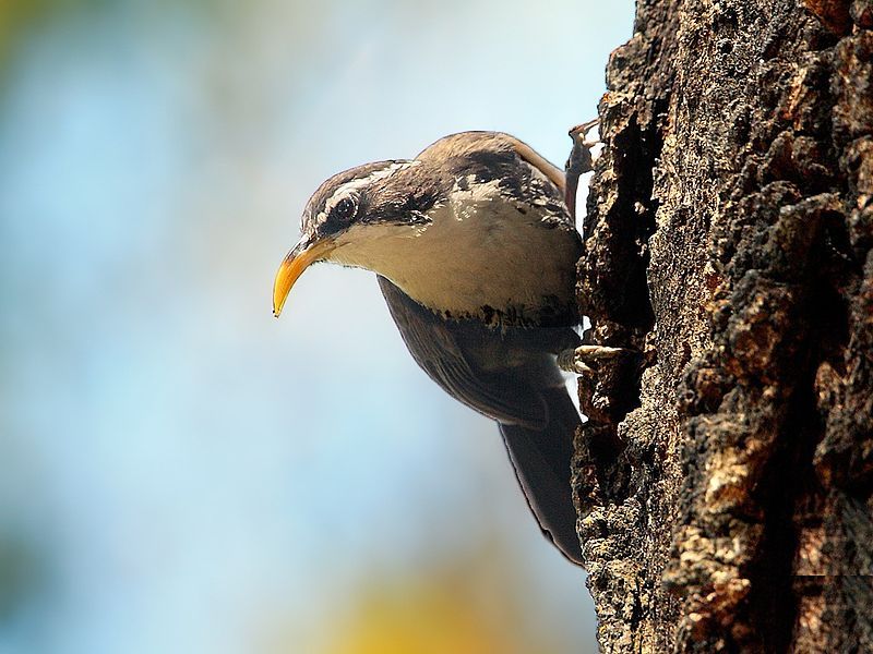 File:IndianScimitarBabbler.jpg