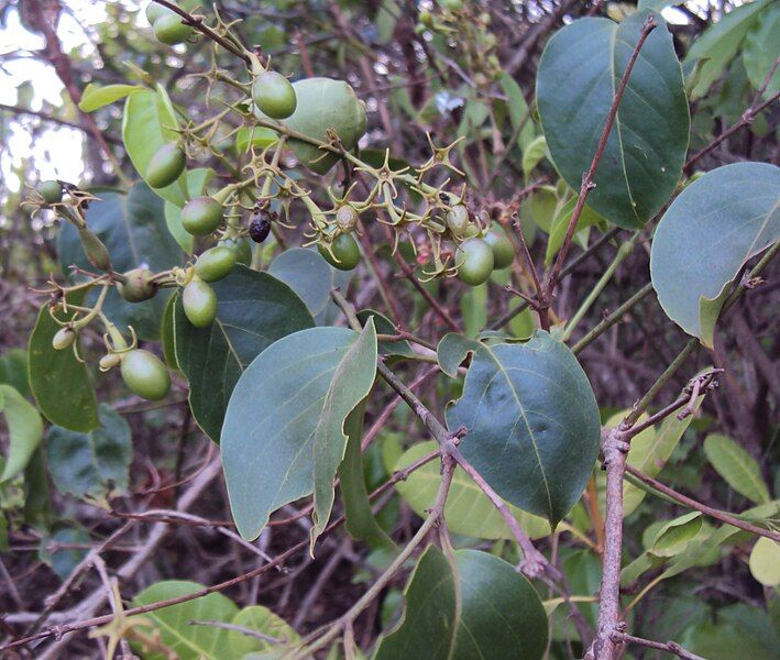 File:Jasminum malabaricum 10.JPG