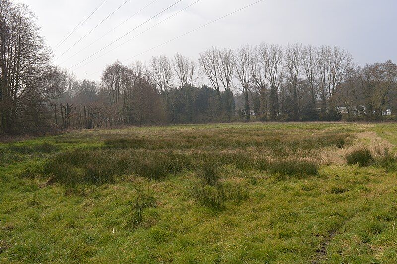 File:Kingcup Meadows 1.JPG