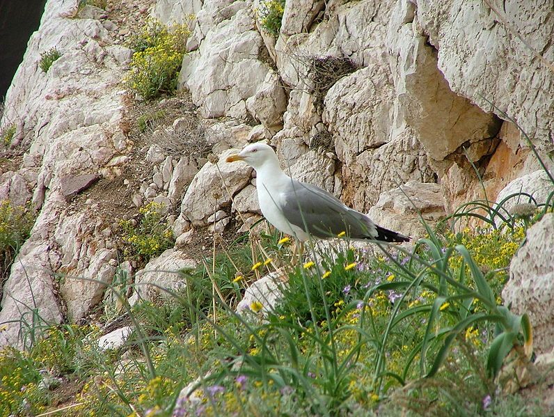 File:Larus michahellis 01.JPG