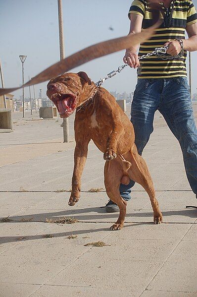 File:Leashed pitbull, lunging.jpg