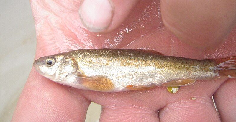 File:Leatherside Chub.jpg