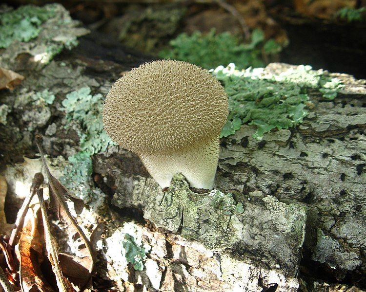 File:Lycoperdon pulcherrimum 58682.jpg