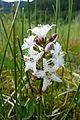 Bogbean, Lake Retournemer.