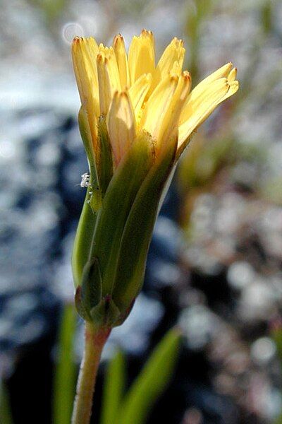 File:Microseris douglasii.jpeg