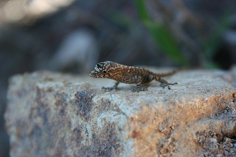 File:Mouse Anole.jpg