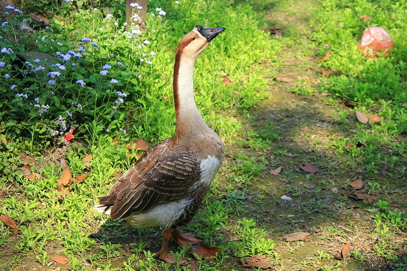 File:Myitkyina Goose.JPG