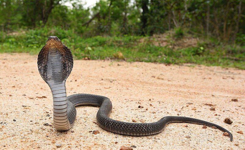 File:Naja-siamensis-indochinese-spitting-cobra-southwest-thailand.jpg