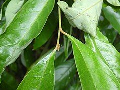 Close up of foliage showing stipules