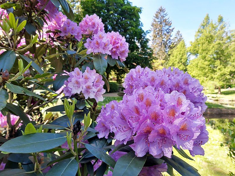 File:Nerotalanlagen, Rhododendron.jpg