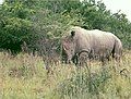 A White Rhino at the Mpofu Nature reserve