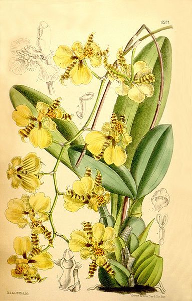 File:Oncidium micropogon.jpg