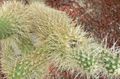 Teddy bear cholla, Opuntia bigelovii