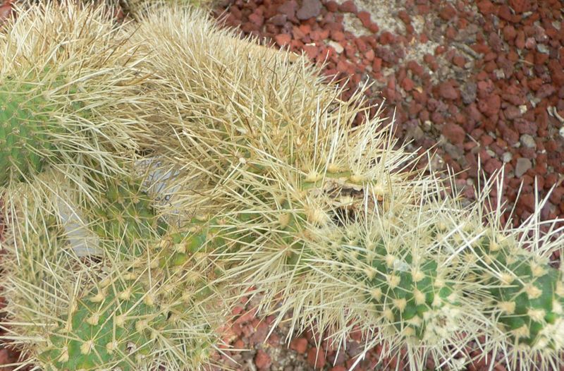 File:Opuntia bigelovii2.jpg