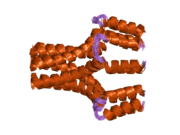 1zll: NMR Structure of Unphosphorylated Human Phospholamban Pentamer