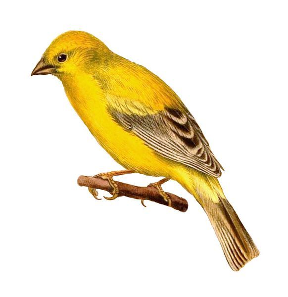 File:Passer euchlorus.jpg