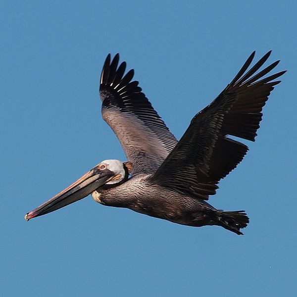 File:Pelican 4946-2.jpg