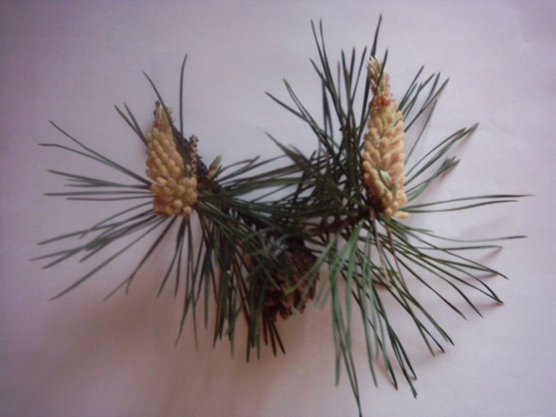 File:Pinus sylvestris 0001-1.jpg