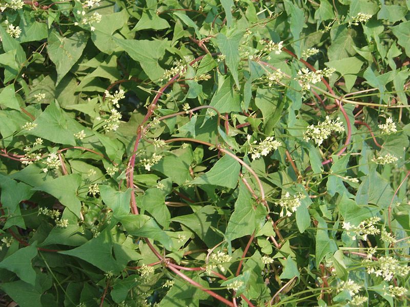 File:PolygonumMultiflorum.jpg