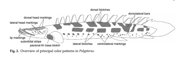 Descriptive Guide of Polypterus traits and markings [1]