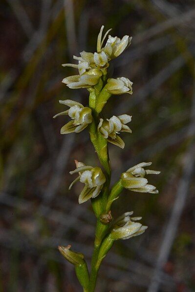 File:Prasophyllum ovale.jpg