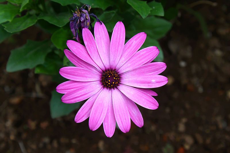 File:Purple osteospermum.JPG