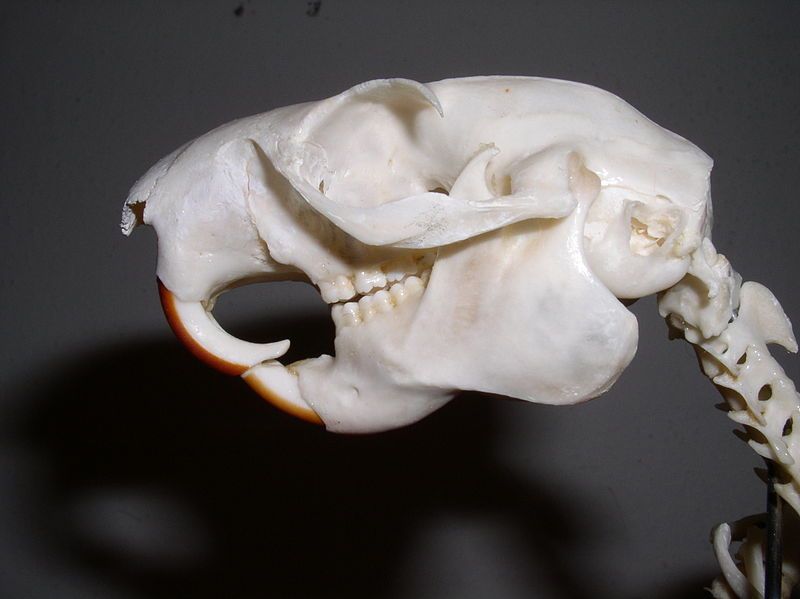 File:Ratufa skull.JPG