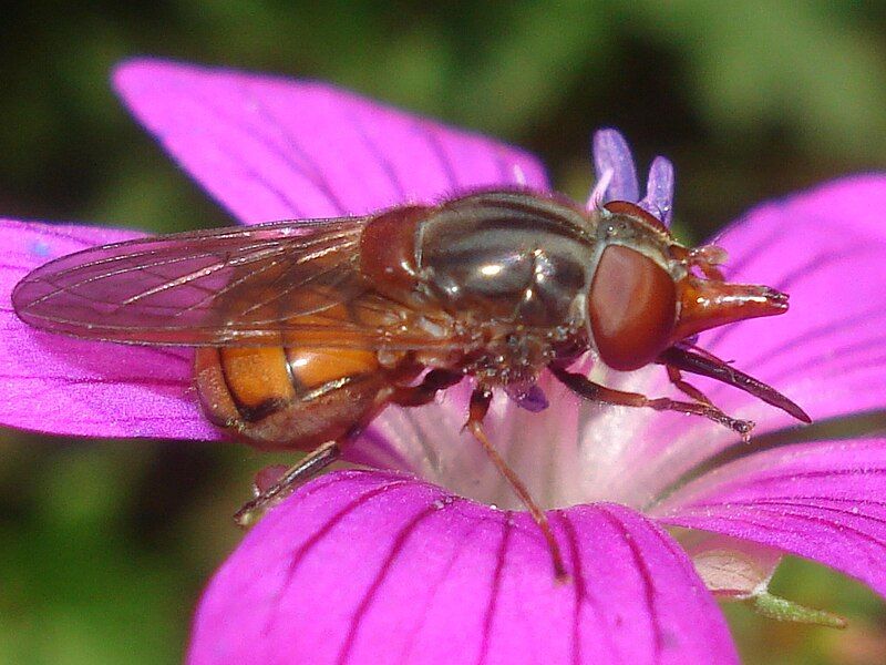 File:Rhingia campestris 02.JPG