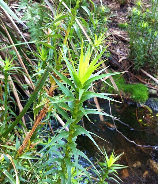 File:Richea continentis.JPG