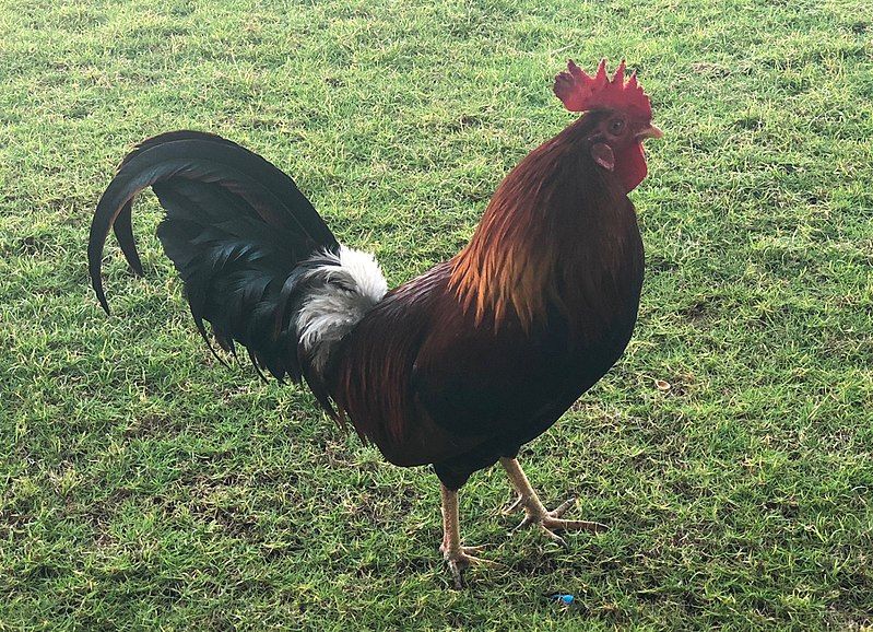 File:Roosterhawaii.jpg