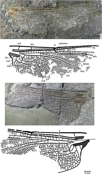 File:Rossiphlebia jacksoni.jpg