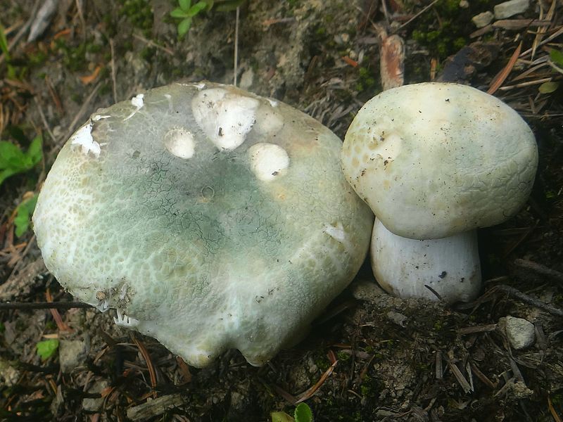 File:Russula virescens BŻ2.1.jpg