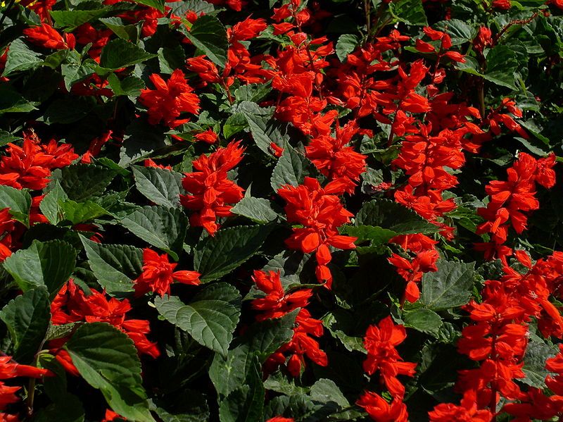 File:Salvia splendens1.jpg