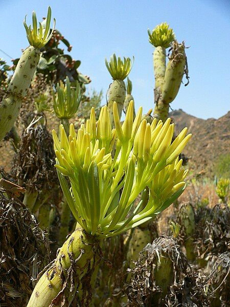 File:Senecio kleinia Verode.jpg