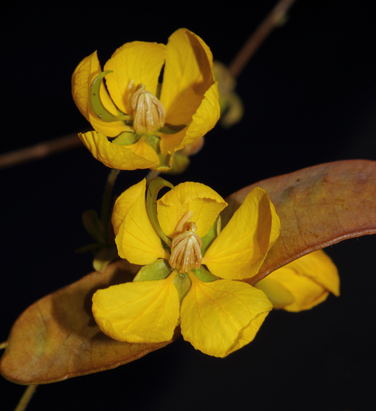 File:Senna pilocarina.png