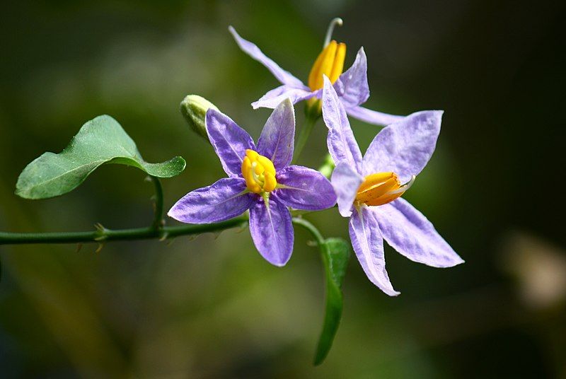 File:Solanum trilobatum flowers.JPG