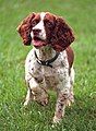 English Springer Spaniel (George W. Bush's dog)