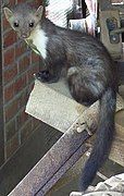 Brown and white mustelid indoors